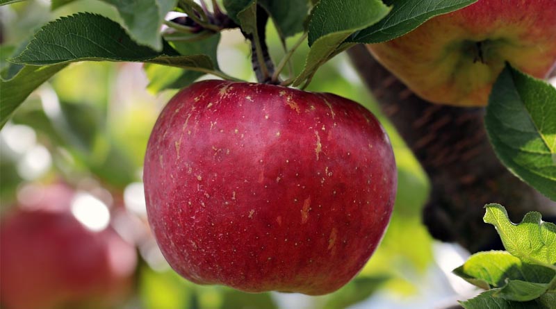 Recommendations for Hail Damage Management in Apple Orchards (Spray Schedule 2025)