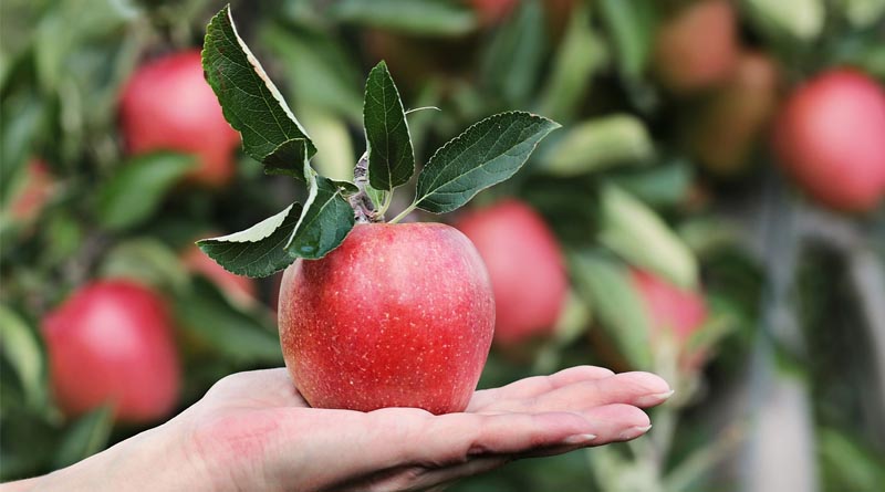 Enhancing Apple Fruit Size with Gibberellic Acid and Benzyladenine Application