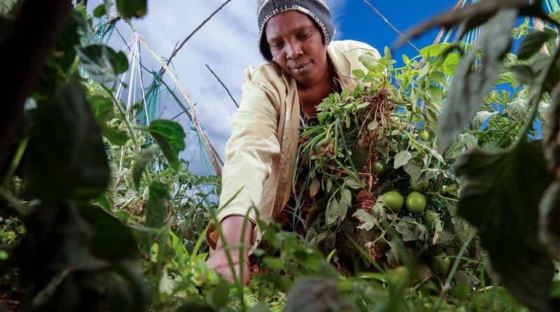 How Can We Empower Women Farmers To Address Climate Change?