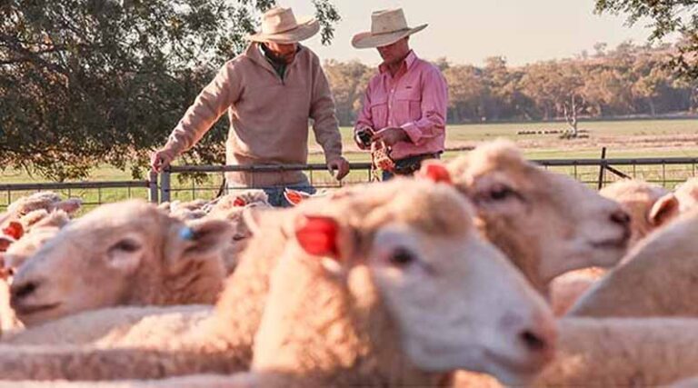 Your Guide To Embracing Lamb Feedlotting Opportunities