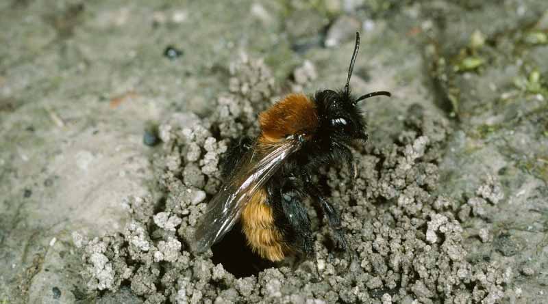 Theres Rutz On Biodiversity: "Everyone Can Do Something For Biodiversity"