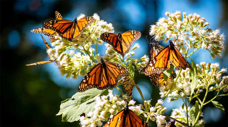 Eastern Monarch Population Improves But Remains Threatened