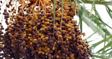 Iranian Date Exports Surge Ahead of Ramadan, Driven by Soaring Demand from India