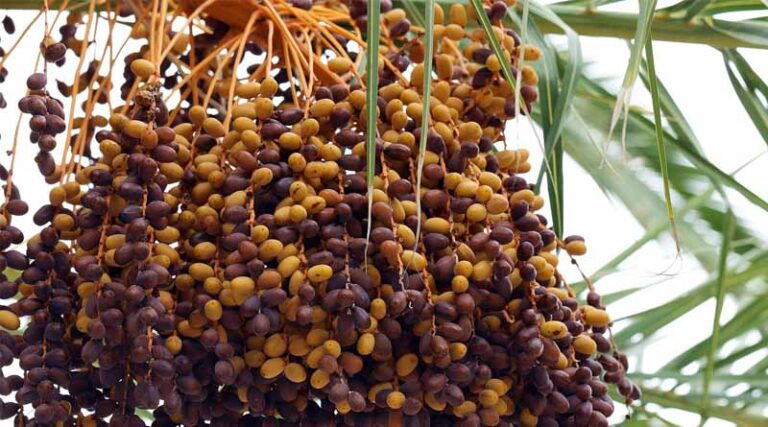 Iranian Date Exports Surge Ahead of Ramadan, Driven by Soaring Demand from India