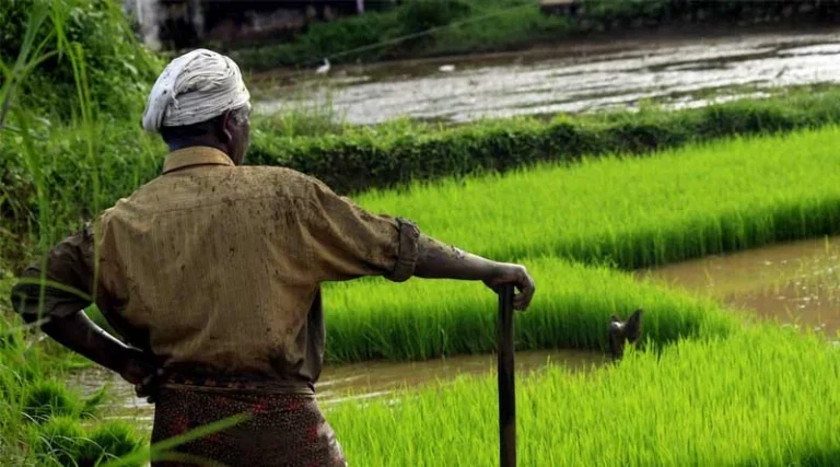 Farmers Can Report Crop Damage On Kshatipurti Portal Within Next 3 Days: Agriculture Minister