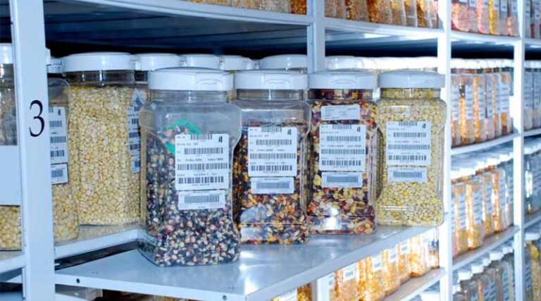 The Guardians of Diversity: The Work of Carolina Sansaloni