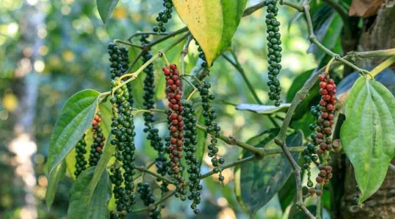 India's Black Pepper Market Faces Supply Challenges Amid Climate Change and Unorganised Trade