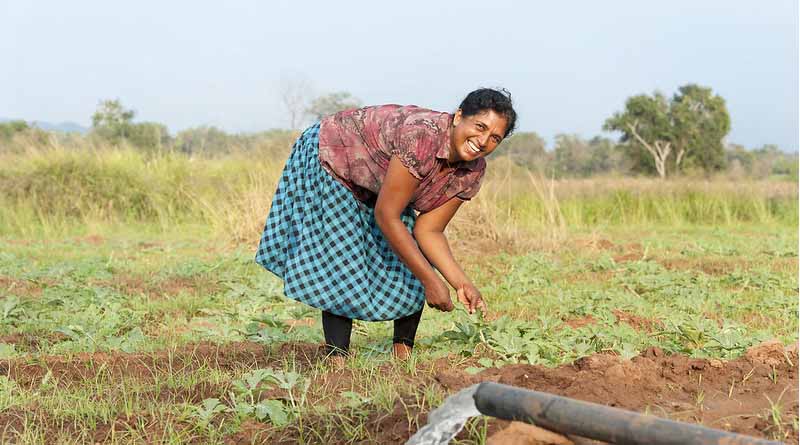 Pesticide Risks For Farmers In Sri Lanka: The Overlooked Gender Divide