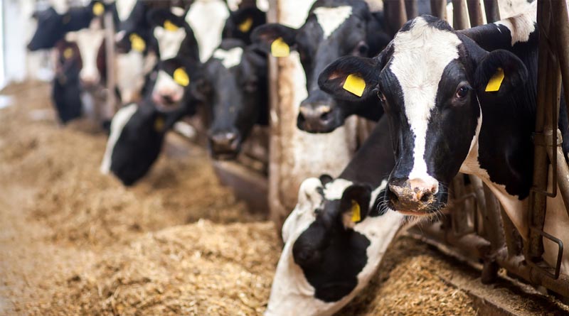 WA Dept. of Ecology Again Ordered To Rewrite Industrial Dairy Permits To Better Safeguard Public Health, Waterways, Aquifers, Ecosystems