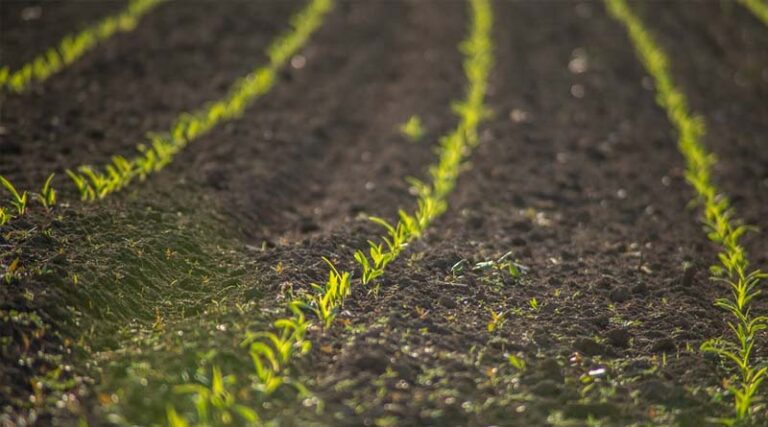 Biostimulant Sales Stopped in Jalgaon, Distributors Asked to Submit Stock Details