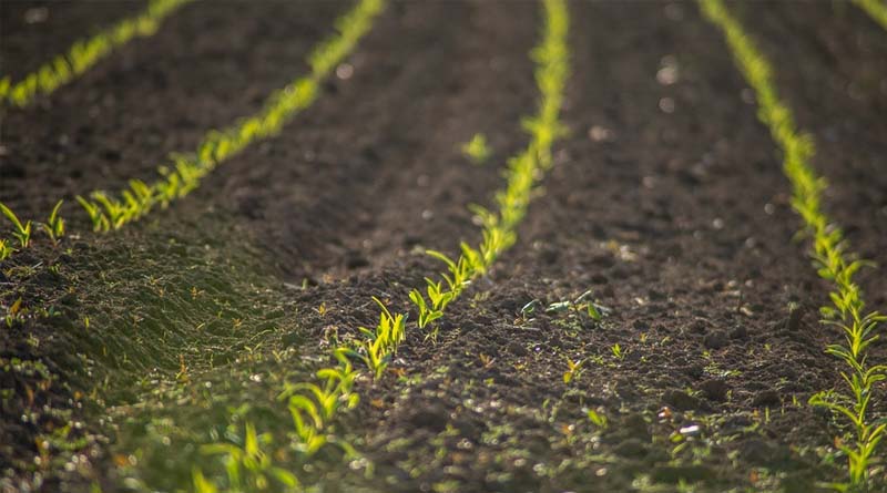Biostimulant Sales Stopped in Jalgaon, Distributors Asked to Submit Stock Details