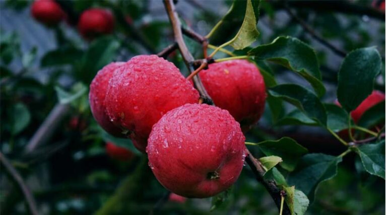 Solan Faces 33% Rain Deficit, Threatening Crop and Fruit Yield