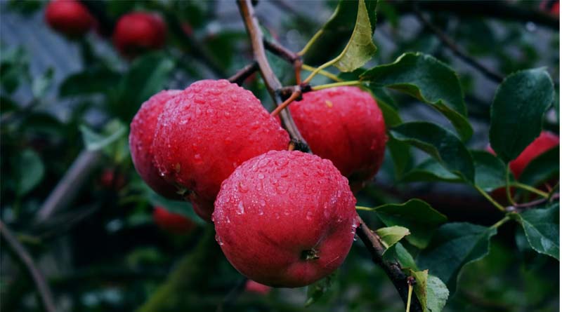Solan Faces 33% Rain Deficit, Threatening Crop and Fruit Yield
