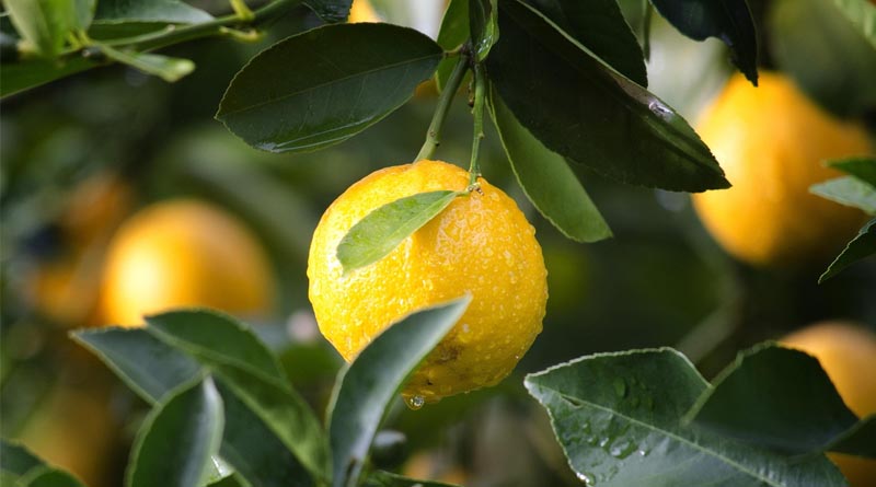 GI-Tagged Citrus from Northeast India Gains Prominence in Craft Gin Industry