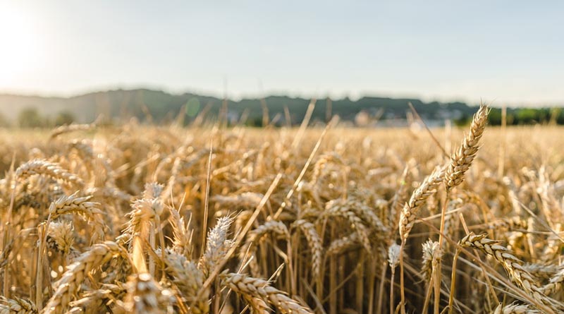 ICAR-IIWBR Warns Farmers Against Rust Diseases in Wheat Crop
