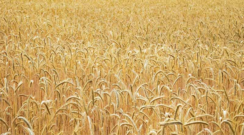Farmers Advised to Manage Heat Stress and Prevent Crop Lodging in Wheat