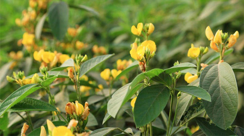 High-Yielding Hybrid Pigeonpea Pusa Arhar Hybrid 5: Recommended for Delhi