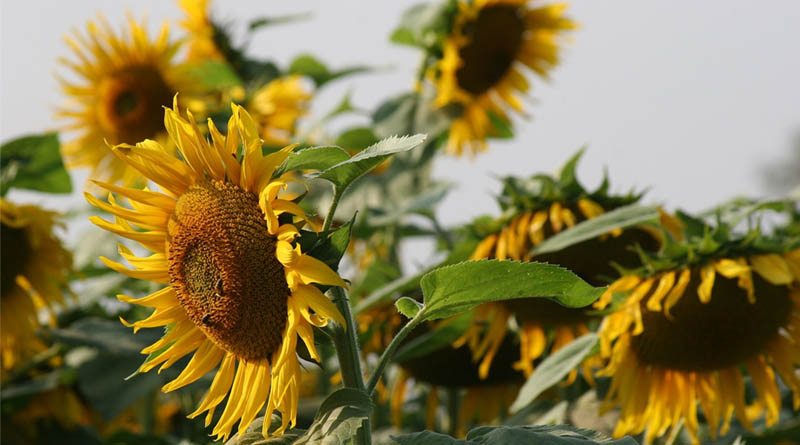 High-Yielding Hybrid Sunflower