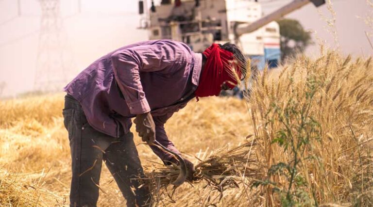 Over 1 Million Metric Tons of Wheat Procured at MSP in Madhya Pradesh, Payments Begin for 1.25 Lakh Farmers