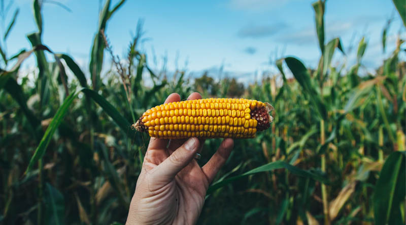EU Approves Three New Genetically Modified Corn Varieties for Food and Feed - Global Impact Likely