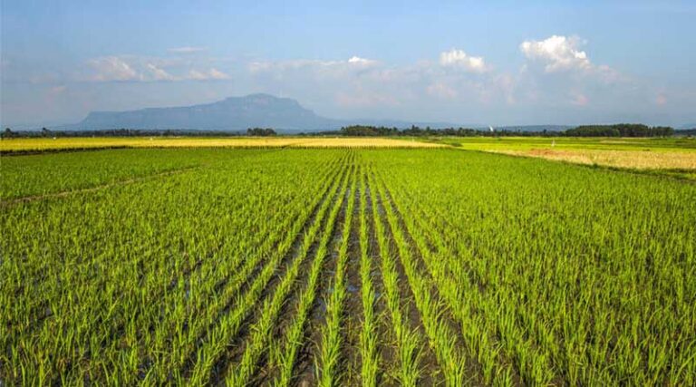 FAO Food Price Index remains stable in March