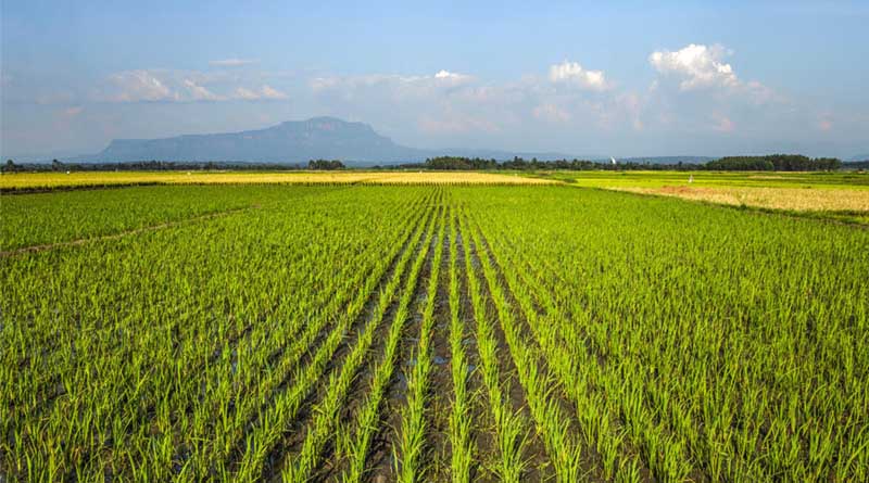 FAO Food Price Index remains stable in March