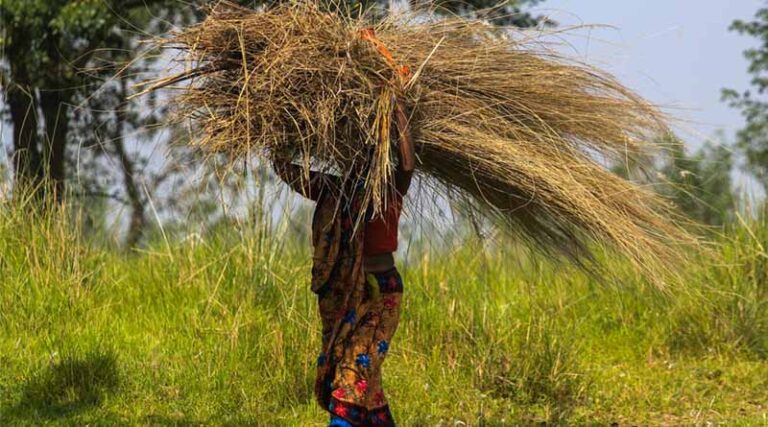 Rajasthan’s Signature Crops May Soon Get GI Tag: Workshop Held in Jaipur to Chart the Path Forward
