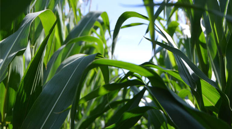 New Tariffs on 2,4-D Herbicide Could Harm American Farmers, Says US Corn Association President