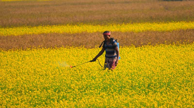 Rajasthan Hikes Mustard MSP Limit to 40 Quintals