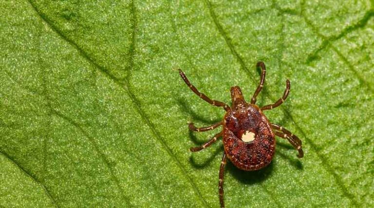 Tick, Tick, Tick: Warm Weather Creates Opportunity For Blood-sucking Parasite