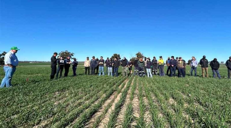 Research Into Industry’s Best Grass Herbicide Strategies A Boon For Growers
