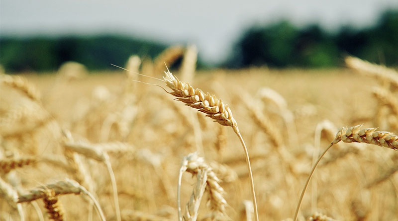 Be Vigilant For Yellow Rust In Backward Wheat