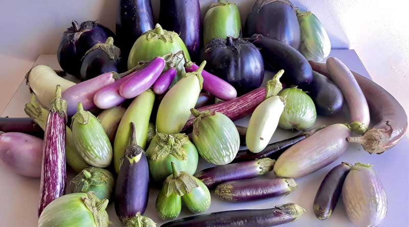 Seeds And Storms: Safeguarding The Philippines’ Crop Diversity Against Climate Change