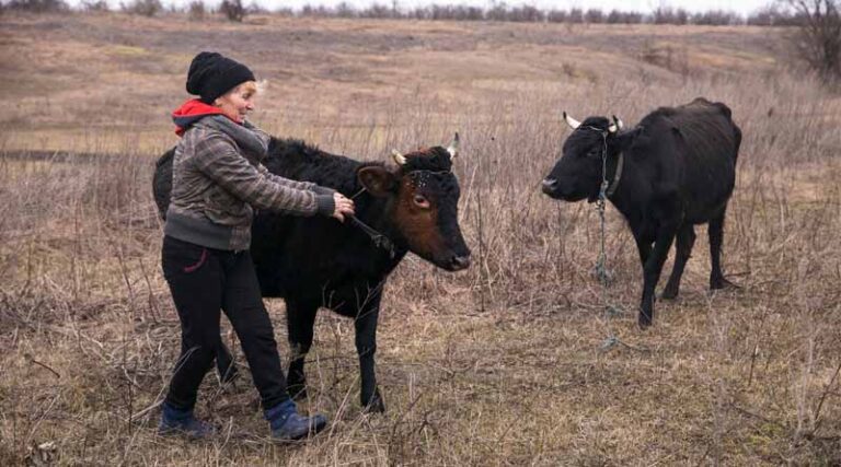 FAO Launches A $150 Million Emergency And Early Recovery Response Plan For Ukraine To Support War-affected Rural Communities