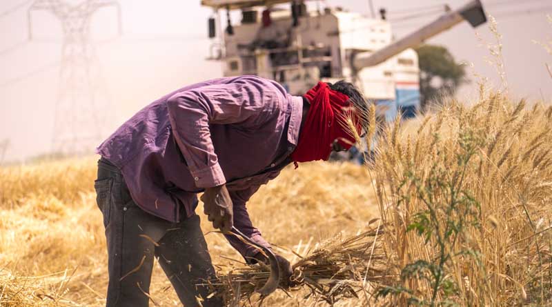 Wheat Procurement to Continue in Madhya Pradesh on April 18–19 Despite Holidays; Slot Booking Open for Farmers