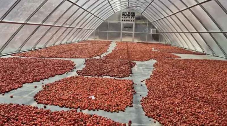 New Facility Enables Chili Growers to Dry Crop 5 Times Faster