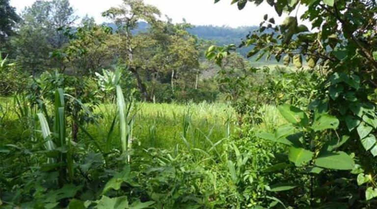 Strategies For A Greener Ethiopia: National Plans Validated