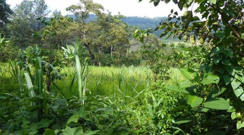 Strategies For A Greener Ethiopia: National Plans Validated