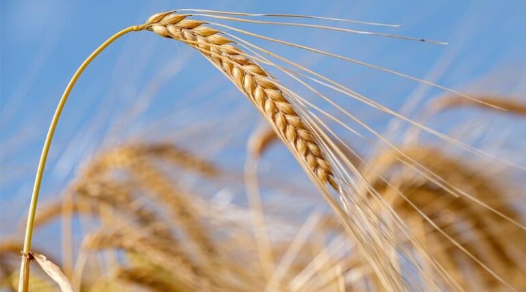 Advice from IARI: Modern Techniques for Wheat Harvesting and Seed Production