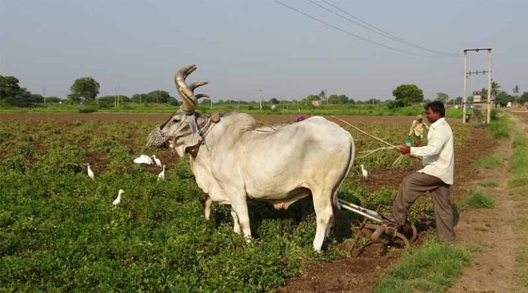 Pusa 1641 Emerges as Game-Changer for Summer Moong Cultivation: Farmers Report High Yields and Profits