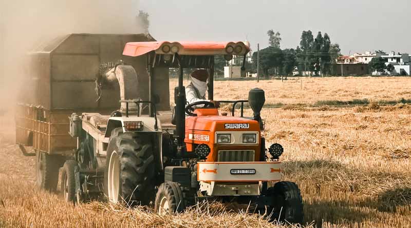 Bumper Wheat Harvest in Punjab; 12.5 Million Tonnes Expected to Reach Markets