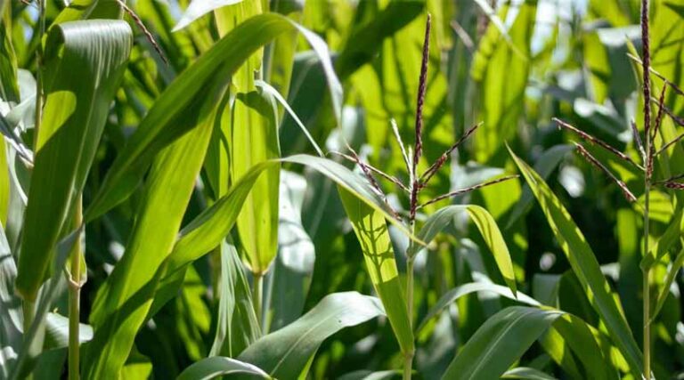 PAU’s High-Yielding Maize Hybrids Recognised Nationally by ICAR for Diverse Agro-Climatic Zones