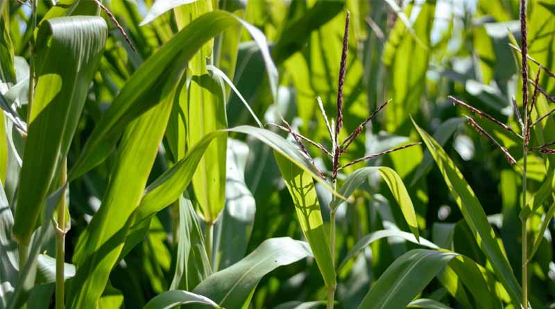PAU’s High-Yielding Maize Hybrids Recognised Nationally by ICAR for Diverse Agro-Climatic Zones