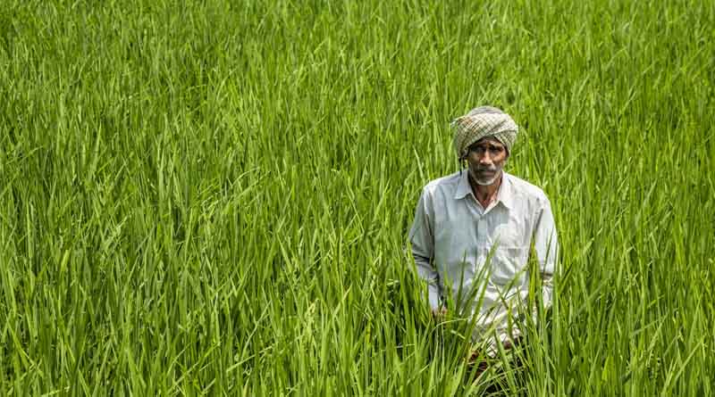 Government Procurement at MSP in Full Swing, but Wheat Prices Crash in Mandis