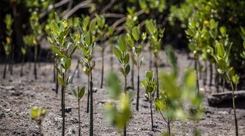 FAO launches AIM4NatuRe To Improve Monitoring Of Ecosystem Restoration