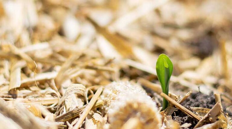 Caring for the Earth to Secure the Future