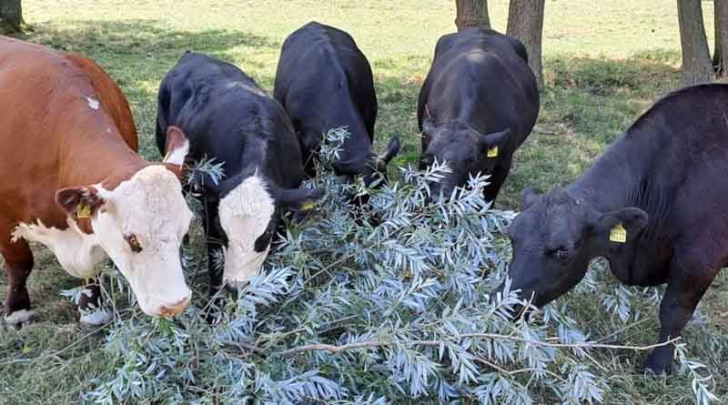 Fodder Trees: A Supplementary Forage Resource For Livestock