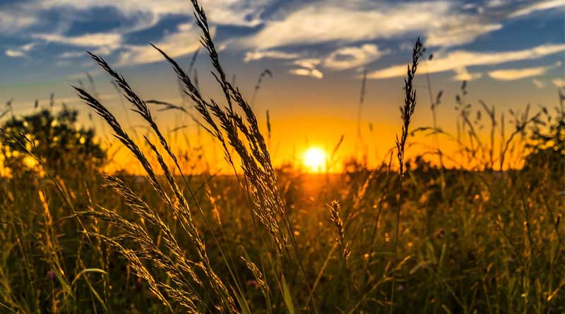 China Expected To Achieve Higher Grain Output In 2025: Report