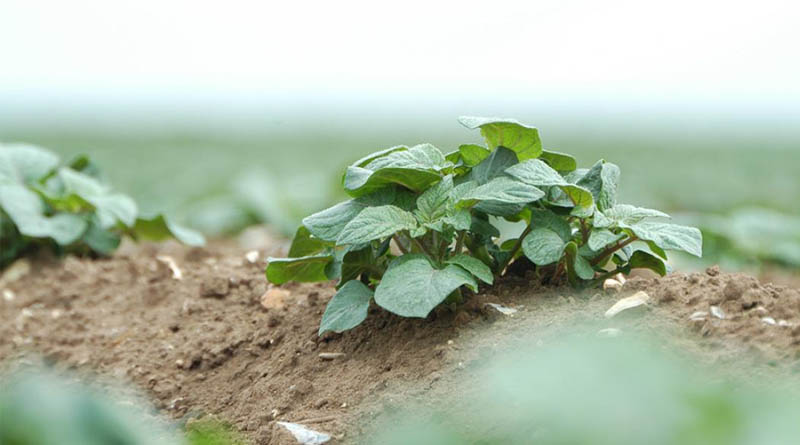 Vixeran N Supply Keeps Root Crops Growing In Dry Conditions