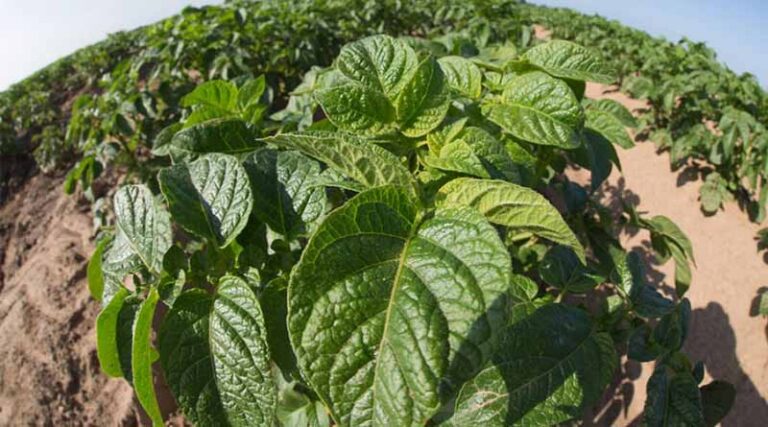 Maximise Mandipropamid For Blight Management